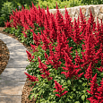 Астильба Арендса Burgundy Red