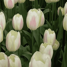 Тюльпан триумф Silk Surprise