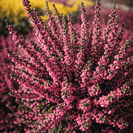 Вереск обыкновенный Red Pimpernel