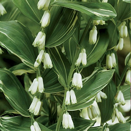 Купена многоцветковая