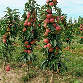 Яблоня колоновидная Стрела Яблоня колоновидная Стрела