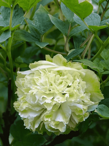 Пион древовидный Green Jade