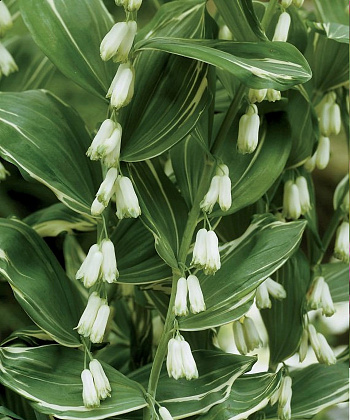 Купена многоцветковая