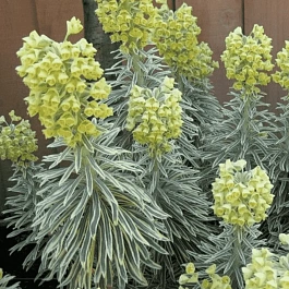 Молочай миндалевидный Tasmanian Tiger