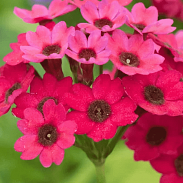 Примула японская 'Carmine'