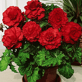 Бегония Fimbriata Red
