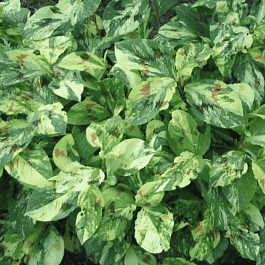 Горец виргинский Painter's Palette