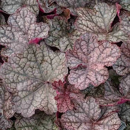 Гейхера  Magnum