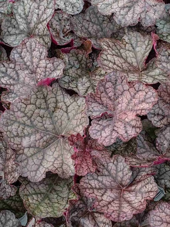 Гейхера  Magnum