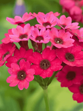 Примула японская 'Carmine'