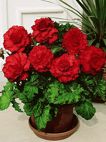 Бегония Fimbriata Red