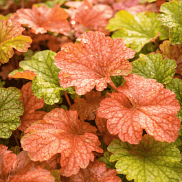 Гейхера World Caffe Americano