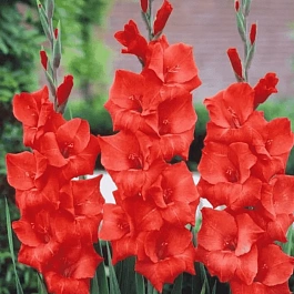 Гладиолус Traderhorn