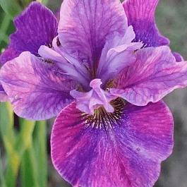 Ирис сибирский Roaring Jelly