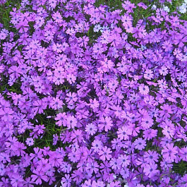 Флокс шиловидный Пёпл Бьюти