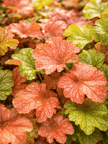 Гейхера World Caffe Americano