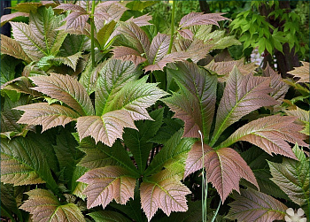 Роджерсия подофилловая Браунлауб