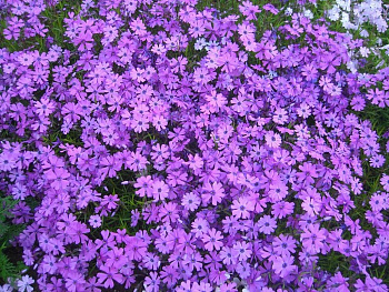 Флокс шиловидный Пёпл Бьюти