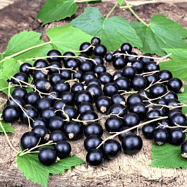 Смородина черная Оджебин