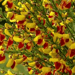 Ракитник венечный Andreanus