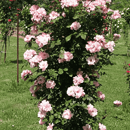 Роза Плетистая Clair Matin