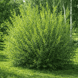 Ива пурпурная Маяк