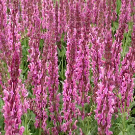 Шалфей дубравный Pink Nebula