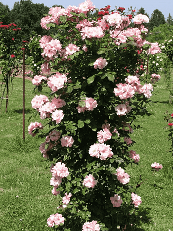 Роза Плетистая Clair Matin