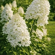 Гортензия метельчатая Matilde