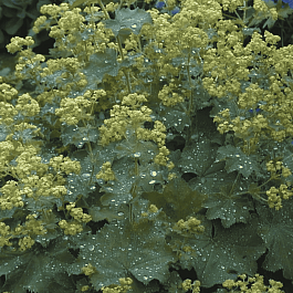 Манжетка мягкая Irish Sikl