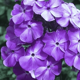 Флокс метельчатый Игорь Тальков