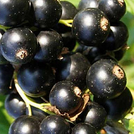 Смородина черная Искушение Смородина черная Искушение