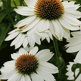 Эхинацея White Swan