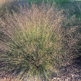 Каплесеменник раскидистый (Споробол)