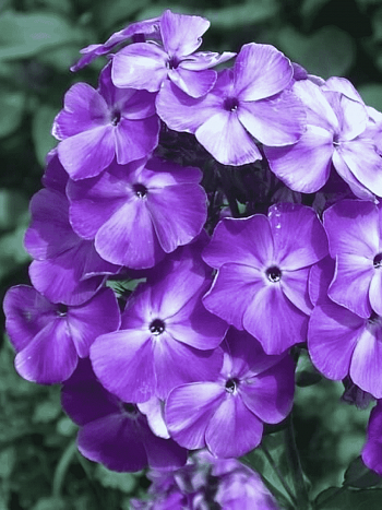 Флокс метельчатый Игорь Тальков