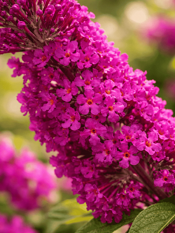 Буддлея давида Miss Ruby