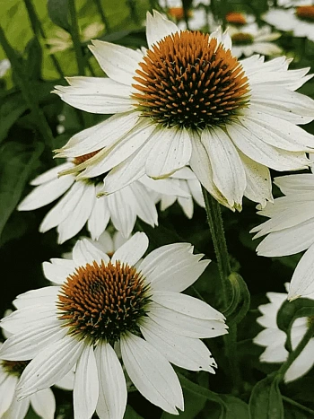 Эхинацея White Swan