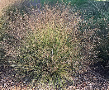 Каплесеменник раскидистый (Споробол)