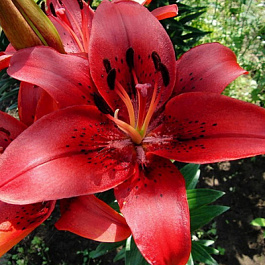 Лилия Ла-гибрид Ориджинал Лав