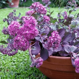 Очиток гибридный Bertram Anderson