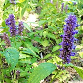 Агастахис  гибридный Yorkshire