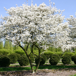 Ирга канадская