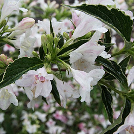 Вейгела цветущая Сюзанна