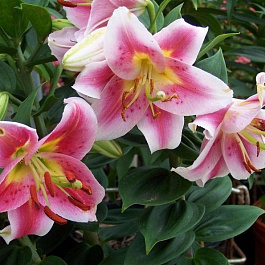 Лилия восточная горшечная Анжелика