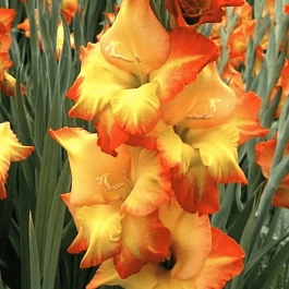 Гладиолус Sunshine