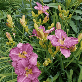 Лилейник Entrapment