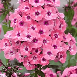 Флокс метельчатый Larissa