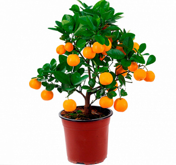 Цитрус Каламандин (Цитрофортунелла)