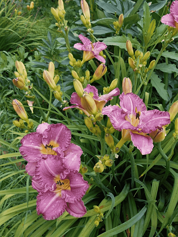 Лилейник Entrapment