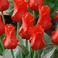 Тюльпан Red Riding Hood